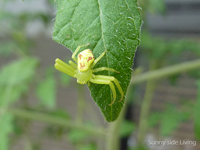 Sunny Side Living サニー サイド リビング 緑色のクモ